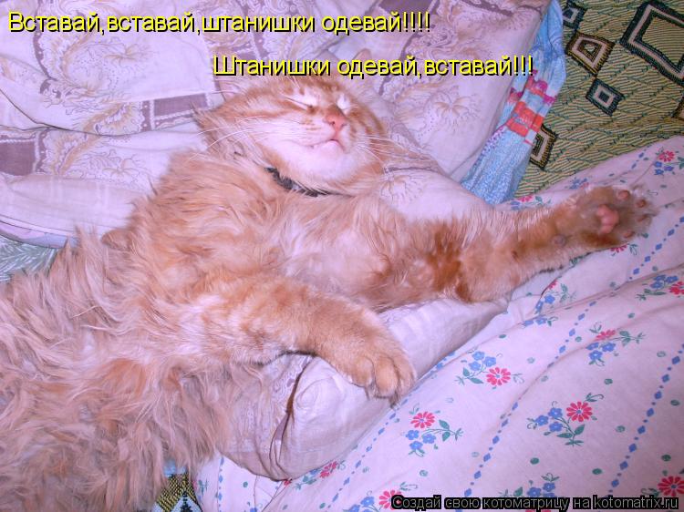 Вставай,вставай,штанишки одевай!!!! Штанишки одевай,вставай!!!... Котоматрица: Вставай,вставай,штанишки одевай!!!! Штанишки одевай,вставай!!!