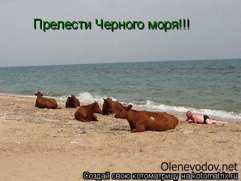 Прелести Черного моря!!!... Котоматрица: Прелести Черного моря!!!