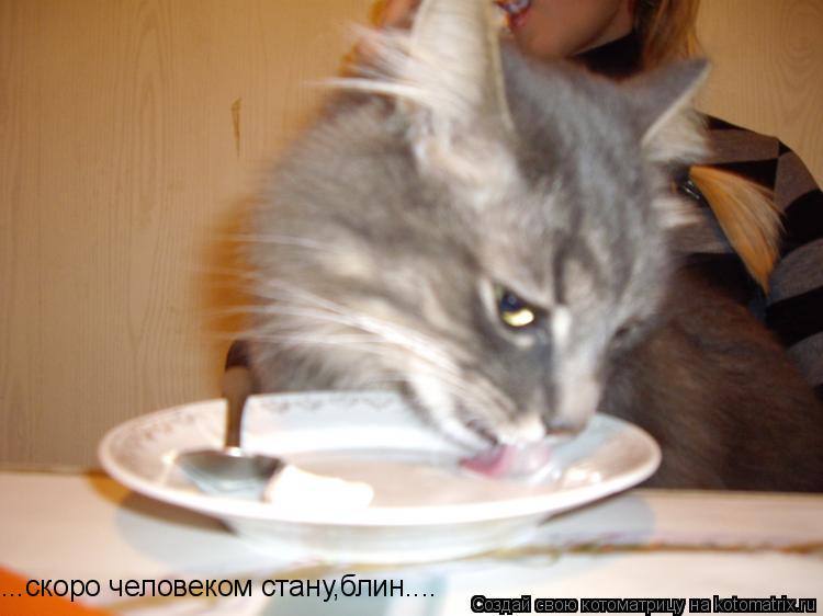 ...скоро человеком стану,блин....... Котоматрица: ...скоро человеком стану,блин....