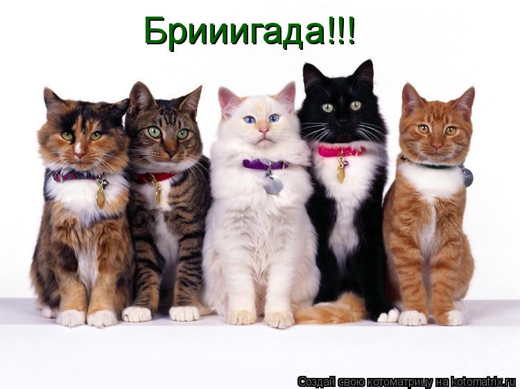 Брииигада!!!... Котоматрица: Брииигада!!!