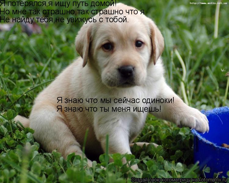 Я потерялся,я ищу путь домой! Но мне так страшно,так страшно что я Не найду тебя,не увижусь с тобой. ... Котоматрица: Я потерялся,я ищу путь домой! Но мне так страшно,так страшно что я Не найду тебя,не увижусь с тобой. Я знаю что мы сейчас одиноки! Я знаю что ты