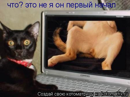 что? это не я он первый начал... Котоматрица: что? это не я он первый начал
