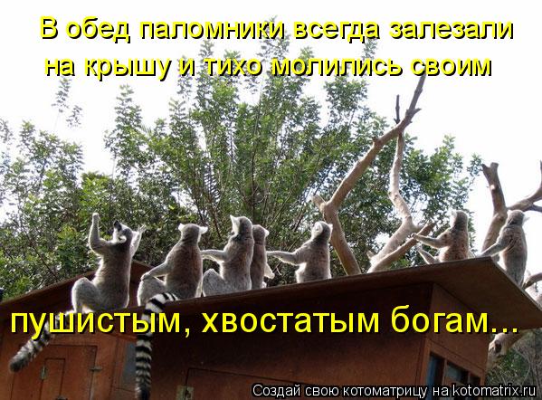 Котоматрица: В обед паломники всегда залезали на крышу и тихо молились своим пушистым, хвостатым богам...