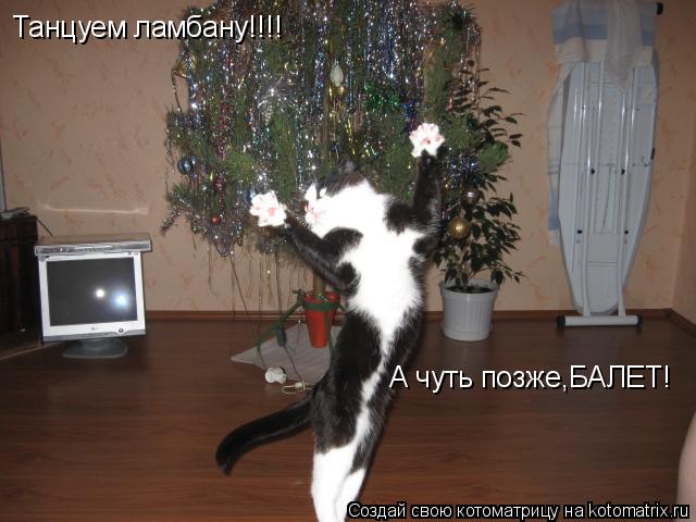 Танцуем ламбану!!!! А чуть позже,БАЛЕТ!... Котоматрица: Танцуем ламбану!!!! А чуть позже,БАЛЕТ!