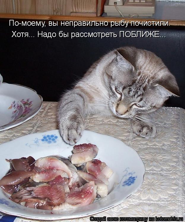 По-моему, вы неправильно рыбу почистили. Хотя... Надо бы рассмотреть ПОБЛИЖЕ...... Котоматрица: По-моему, вы неправильно рыбу почистили. Хотя... Надо бы рассмотреть ПОБЛИЖЕ...