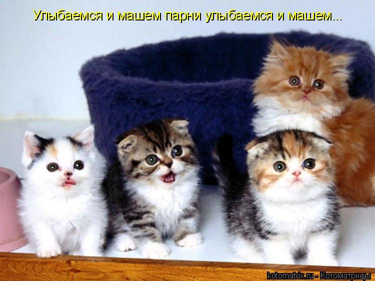 Улыбаемся и машем парни улыбаемся и машем...... Котоматрица: Улыбаемся и машем парни улыбаемся и машем...