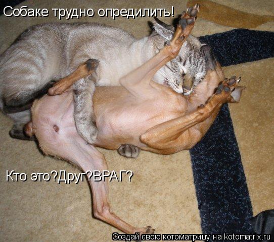 Собаке трудно опредилить! Кто это?Друг?ВРАГ?... Котоматрица: Собаке трудно опредилить! Кто это?Друг?ВРАГ?