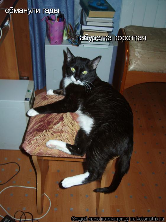 обманули гады - табуретка короткая... Котоматрица: обманули гады - табуретка короткая