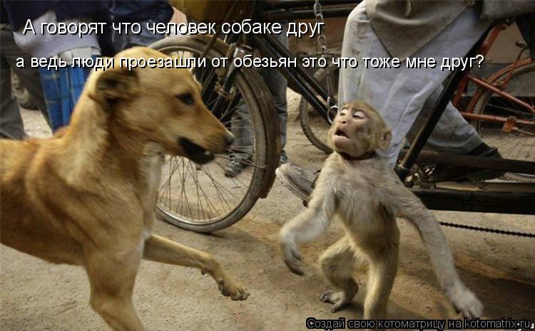 А говорят что человек собаке друг а ведь люди проезашли от обезьян это что тоже мне друг?... Котоматрица: А говорят что человек собаке друг а ведь люди проезашли от обезьян это что тоже мне друг?