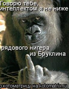 Говорю тебе, интеллектом я не ниже рядового нигера из Бруклина... Котоматрица: Говорю тебе, интеллектом я не ниже рядового нигера из Бруклина