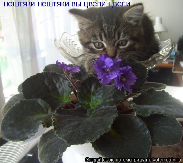 нештяки нештяки вы цвели цвели ...... Котоматрица: нештяки нештяки вы цвели цвели ...
