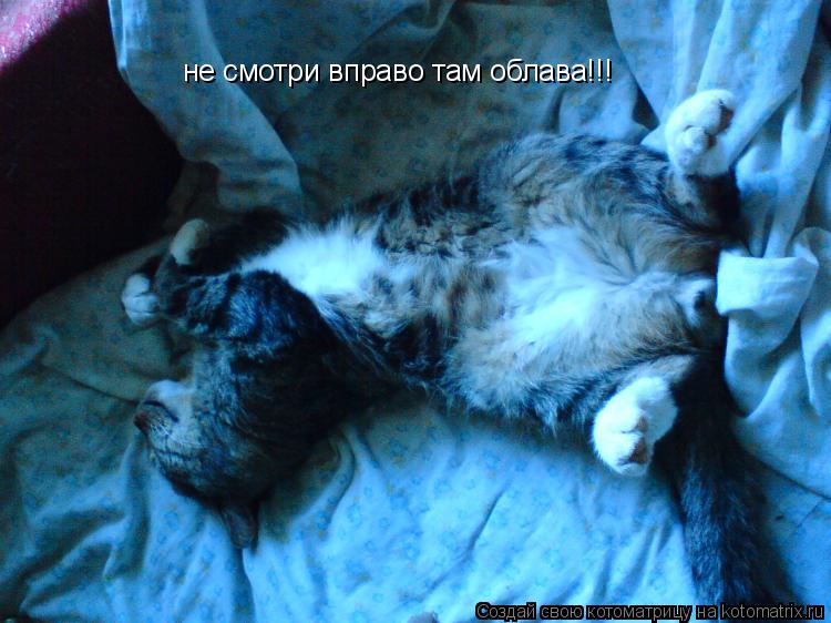 не смотри вправо там облава!!!... Котоматрица: не смотри вправо там облава!!!