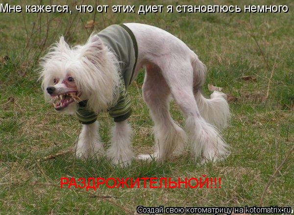 Мне кажется, что от этих диет я становлюсь немного РАЗДРОЖИТЕЛЬНОЙ!!!... Котоматрица: Мне кажется, что от этих диет я становлюсь немного РАЗДРОЖИТЕЛЬНОЙ!!!