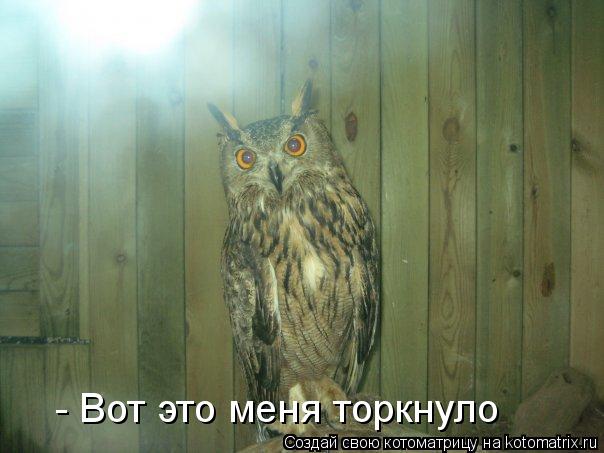 - Вот это меня торкнуло... Котоматрица: - Вот это меня торкнуло
