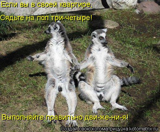 Если вы в своей квартире, Выполняйте правильно дви-же-ни-я! Сядьте на пол три-четыре!... Котоматрица: Если вы в своей квартире, Выполняйте правильно дви-же-ни-я! Сядьте на пол три-четыре!