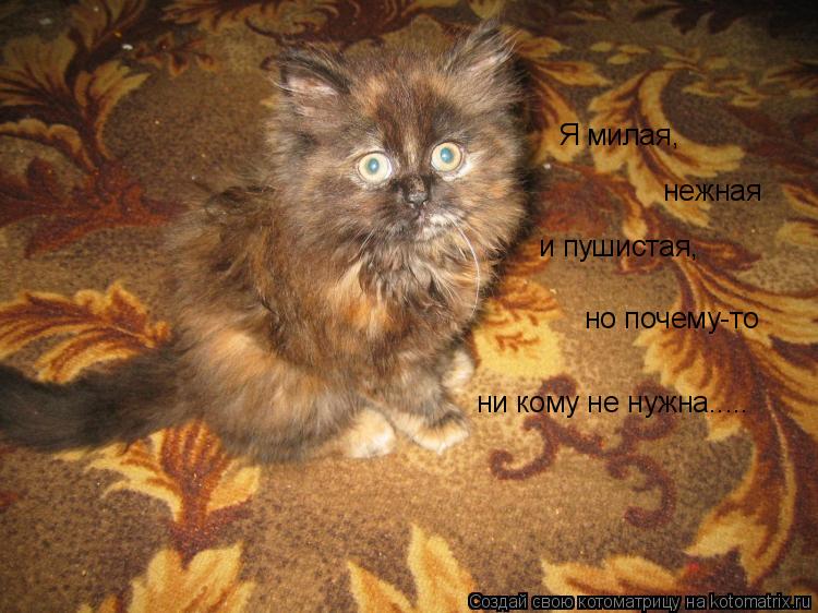 Я милая, нежная и пушистая, но почему-то ни кому не нужна........ Котоматрица: Я милая, нежная и пушистая, но почему-то ни кому не нужна.....