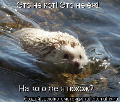Это не кот! Это не ёж! На кого же я похож?..... Котоматрица: Это не кот! Это не ёж! На кого же я похож?..