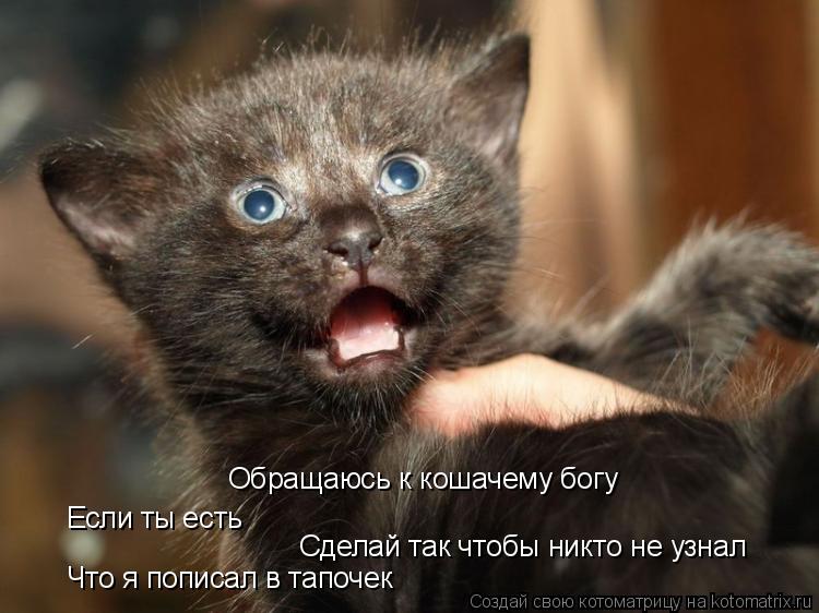 Обращаюсь к кошачему богу Если ты есть Сделай так чтобы никто не узнал Что я пописал в тапочек... Котоматрица: Обращаюсь к кошачему богу Если ты есть Сделай так чтобы никто не узнал Что я пописал в тапочек