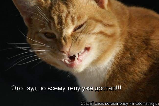 Этот зуд по всему телу уже достал!!!... Котоматрица: Этот зуд по всему телу уже достал!!!