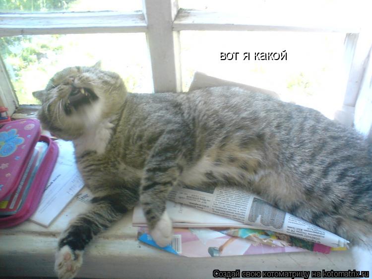 вот я какой... Котоматрица: вот я какой