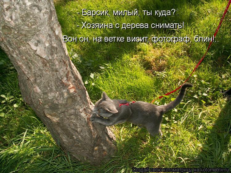 - Барсик, милый, ты куда? - Хозяина с дерева снимать! Вон он, на ветке висит, фотограф, блин!..... Котоматрица: - Барсик, милый, ты куда? - Хозяина с дерева снимать! Вон он, на ветке висит, фотограф, блин!..