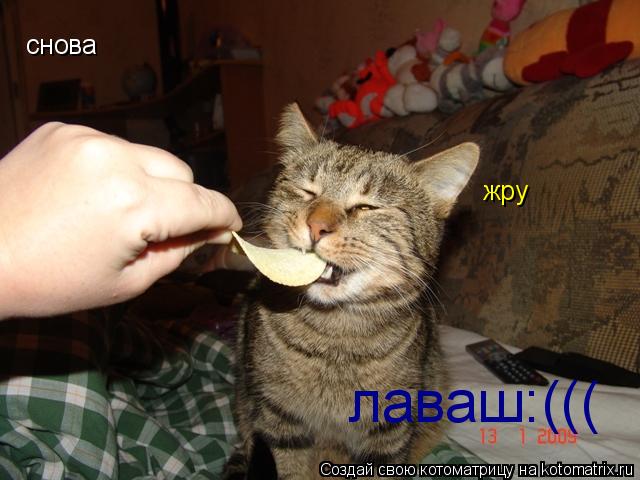 снова жру лаваш:(((... Котоматрица: снова жру лаваш:(((