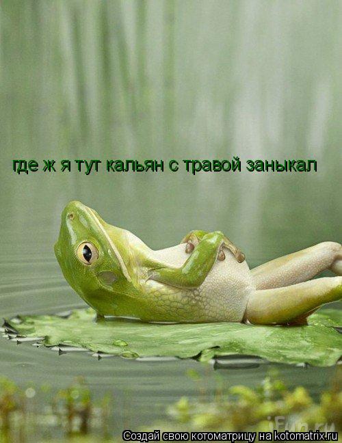где ж я тут кальян с травой заныкал... Котоматрица: где ж я тут кальян с травой заныкал