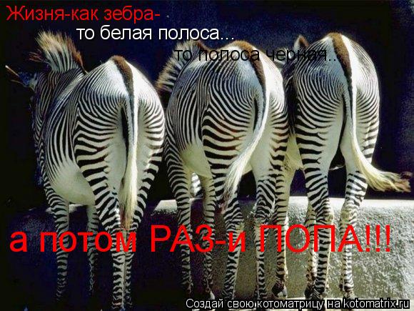 Котоматрица: Жизня-как зебра- то белая полоса... то полоса черная... а потом РАЗ-и ПОПА!!!