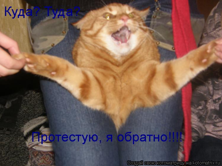 Куда? Туда? Протестую, я обратно!!!!... Котоматрица: Куда? Туда? Протестую, я обратно!!!!