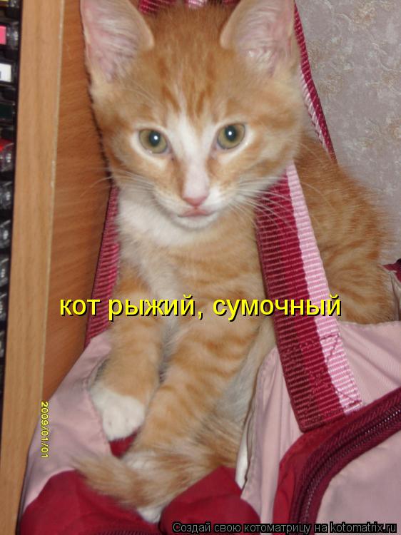 кот рыжий, сумочный... Котоматрица: кот рыжий, сумочный