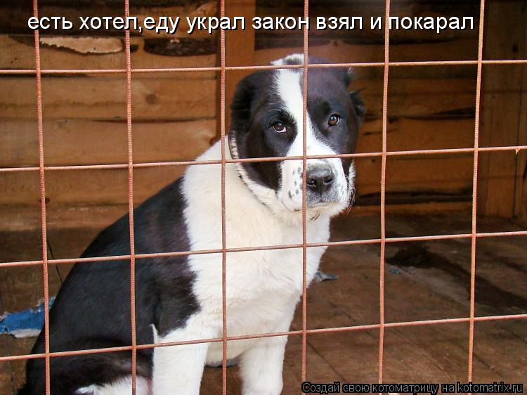 есть хотел,еду украл закон взял и покарал... Котоматрица: есть хотел,еду украл закон взял и покарал
