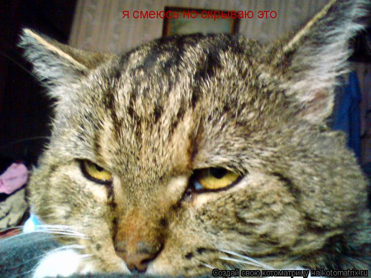 я смеюсь но скрываю это... Котоматрица: я смеюсь но скрываю это