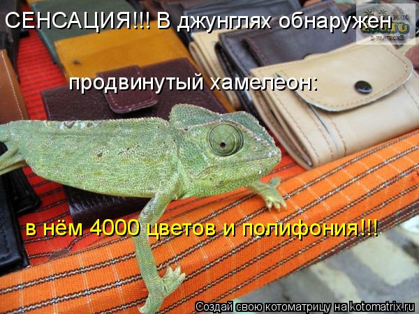СЕНСАЦИЯ!!! В джунглях обнаружен продвинутый хамелеон: в нём 4000 цветов и полифония!!!... Котоматрица: СЕНСАЦИЯ!!! В джунглях обнаружен продвинутый хамелеон: в нём 4000 цветов и полифония!!!