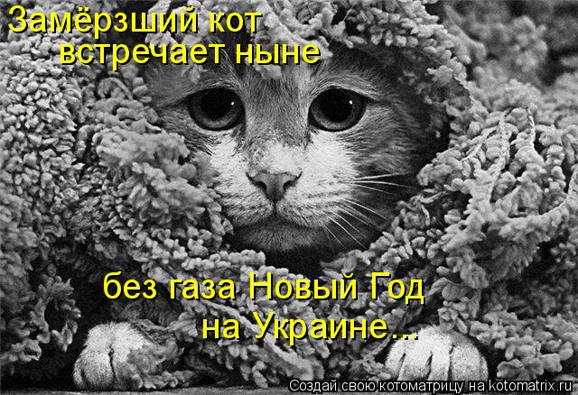 Замёрзший кот встречает ныне без газа Новый Год на Украине...... Котоматрица: Замёрзший кот встречает ныне без газа Новый Год на Украине...