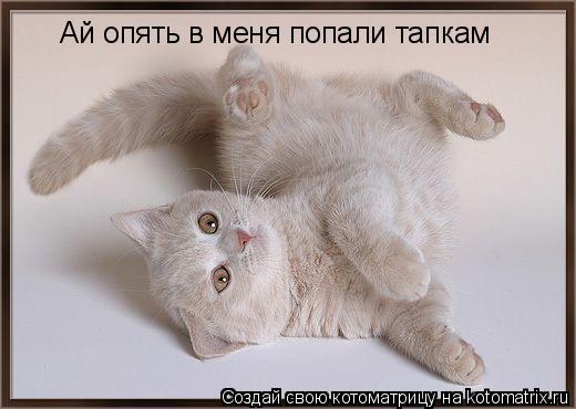 Ай опять в меня попали тапкам... Котоматрица: Ай опять в меня попали тапкам