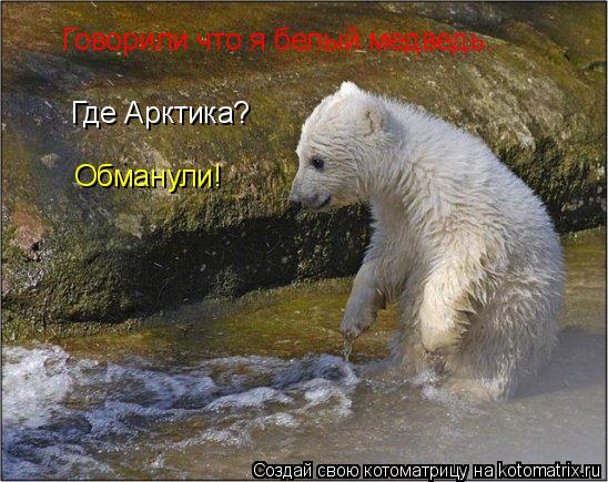 Говорили что я белый медведь. Где Арктика? Обманули!... Котоматрица: Говорили что я белый медведь. Где Арктика? Обманули!