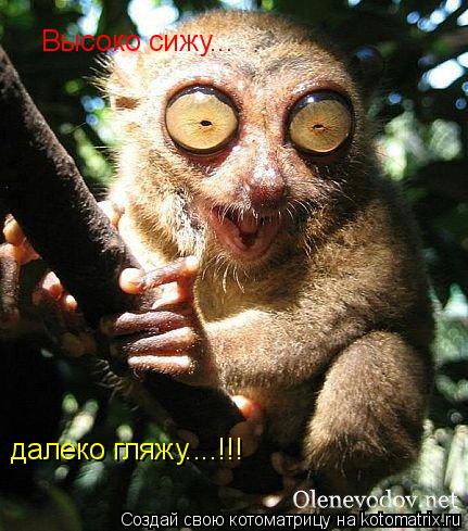 Высоко сижу... далеко гляжу....!!!... Котоматрица: Высоко сижу... далеко гляжу....!!!