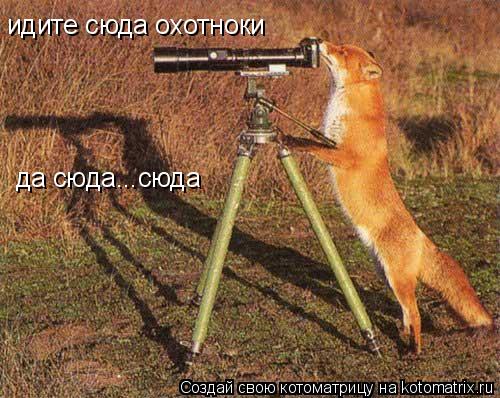 да сюда...сюда идите сюда охотноки... Котоматрица: да сюда...сюда идите сюда охотноки