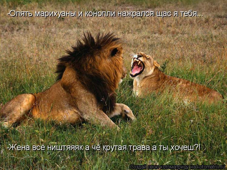 -Опять марихуаны и конопли нажрался щас я тебя... -Жена всё ништяяяк а чё крутая трава а ты хочеш?!... Котоматрица: -Опять марихуаны и конопли нажрался щас я тебя... -Жена всё ништяяяк а чё крутая трава а ты хочеш?!