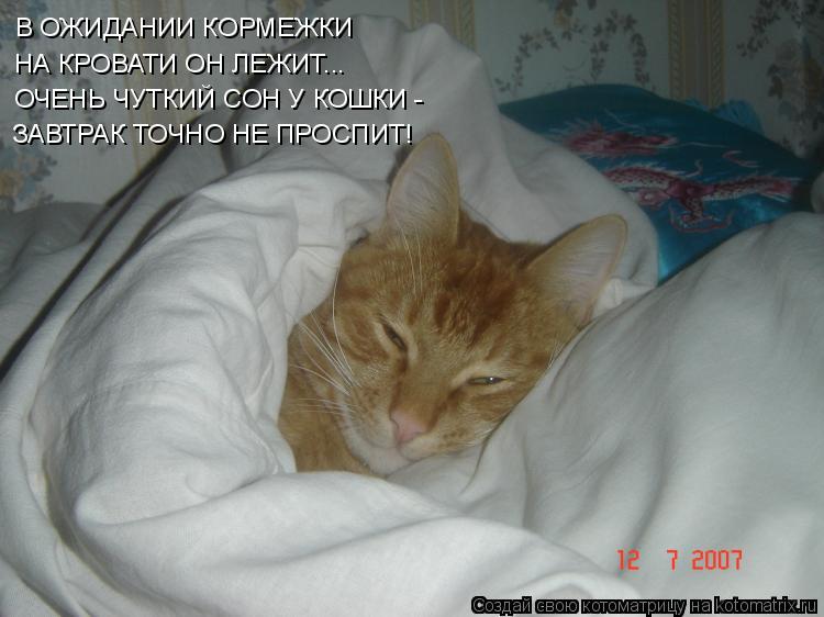 В ОЖИДАНИИ КОРМЕЖКИ НА КРОВАТИ ОН ЛЕЖИТ... ОЧЕНЬ ЧУТКИЙ СОН У КОШКИ - ЗАВТРАК ТОЧНО НЕ ПРОСПИТ!... Котоматрица: В ОЖИДАНИИ КОРМЕЖКИ НА КРОВАТИ ОН ЛЕЖИТ... ОЧЕНЬ ЧУТКИЙ СОН У КОШКИ - ЗАВТРАК ТОЧНО НЕ ПРОСПИТ!