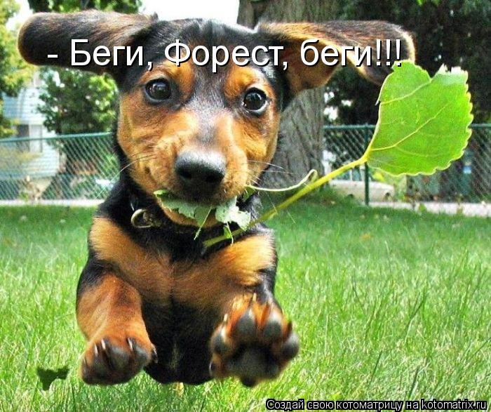 - Беги, Форест, беги!!!... Котоматрица: - Беги, Форест, беги!!!