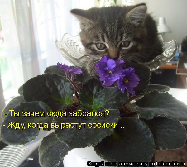 - Ты зачем сюда забрался? - Жду, когда вырастут сосиски...... Котоматрица: - Ты зачем сюда забрался? - Жду, когда вырастут сосиски...