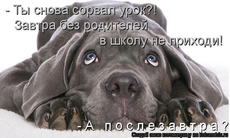 Завтра без родителей в школу не приходи! - А п о с л е з а в т р а ? - Ты снова сорвал урок?!... Котоматрица: Завтра без родителей в школу не приходи! - А п о с л е з а в т р а ? - Ты снова сорвал урок?!