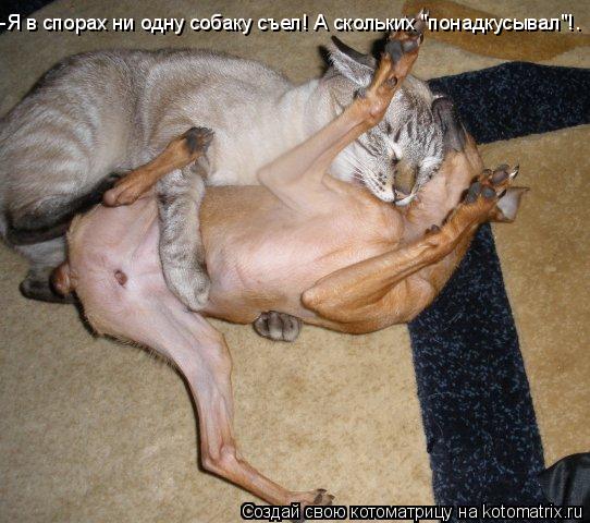 -Я в спорах ни одну собаку съел! А скольких "понадкусывал"!…... Котоматрица: -Я в спорах ни одну собаку съел! А скольких "понадкусывал"!…