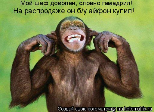 Мой шеф доволен, словно гамадрил! На распродаже он б/у айфон купил!... Котоматрица: Мой шеф доволен, словно гамадрил! На распродаже он б/у айфон купил!