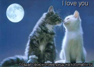 I love you... Котоматрица: I love you