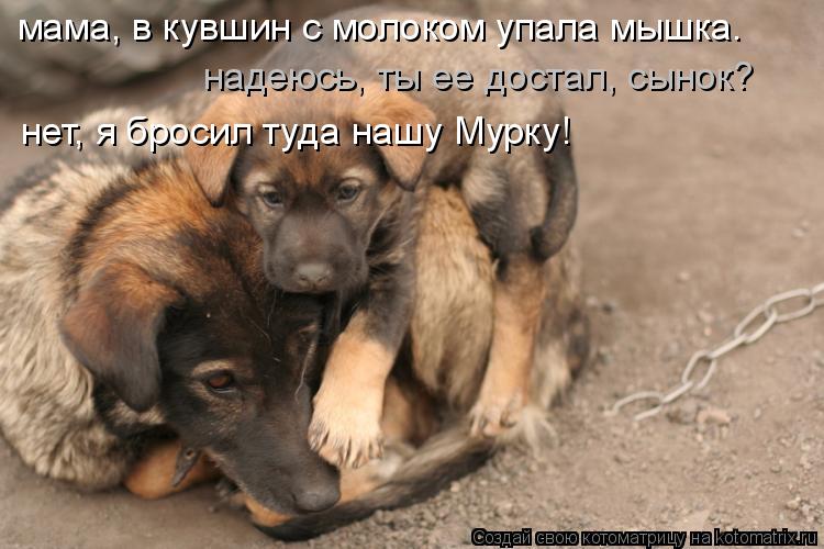 мама, в кувшин с молоком упала мышка. надеюсь, ты ее достал, сынок? нет, я бросил туда нашу Мурку!... Котоматрица: мама, в кувшин с молоком упала мышка. надеюсь, ты ее достал, сынок? нет, я бросил туда нашу Мурку!