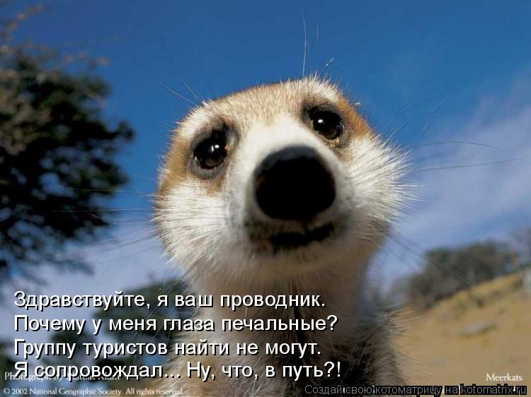 Здравствуйте, я ваш проводник. Почему у меня глаза печальные? Группу туристов найти не могут. Я сопро... Котоматрица: Здравствуйте, я ваш проводник. Почему у меня глаза печальные? Группу туристов найти не могут. Я сопровождал... Ну, что, в путь?!