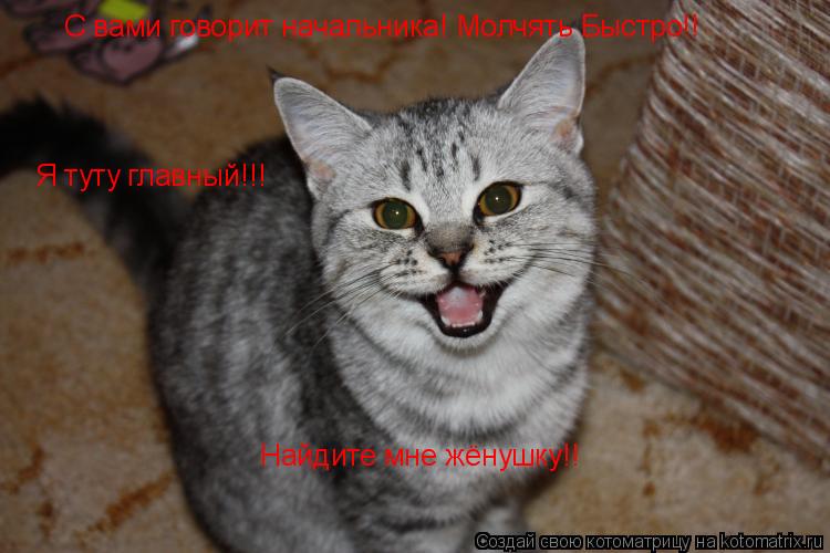 С вами говорит начальника! Молчять Быстро!! Я туту главный!!! Найдите мне жёнушку!!... Котоматрица: С вами говорит начальника! Молчять Быстро!! Я туту главный!!! Найдите мне жёнушку!!