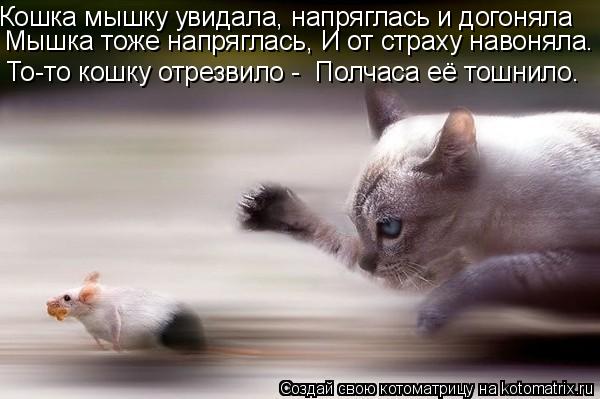 Кошка мышку увидала, напряглась и догоняла Мышка тоже напряглась, И от страху навоняла. То-то кошк... Котоматрица: Кошка мышку увидала, напряглась и догоняла Мышка тоже напряглась, И от страху навоняла. То-то кошку отрезвило - Полчаса её тошнило.